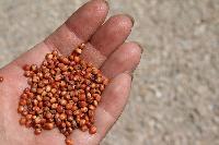 sorghum grass seed