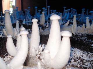 Mushroom Cultivation Training