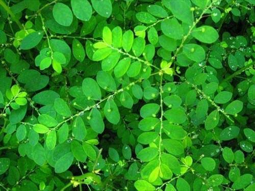 Phyllanthus Maderaspatensis Leaves