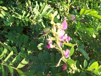 indigo indian herbs