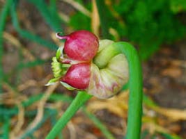Allium Sativum Extract