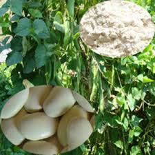 White Kidney Bean Extract