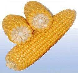 Yellow maize