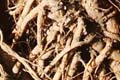 Angelica Root Oil