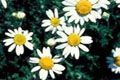 Chamomile Roman Oil