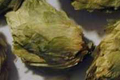 Hops Oil