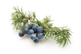 Juniper Berry Oil