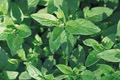 Marjoram Oil