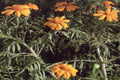 Wild Marigold Oil