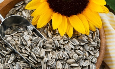 Sunflower Seed Meal / Sunflower Meal