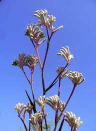 Anigozanthos Plants