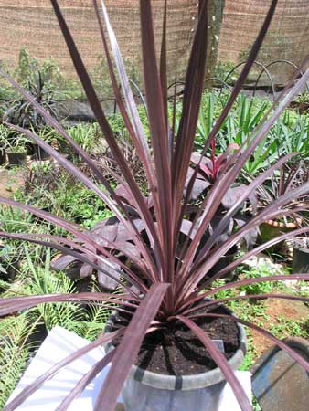 Black Knight Cordyline australis Plants