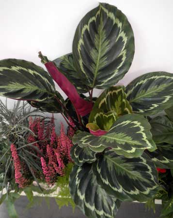Calathea roseopicta Plants