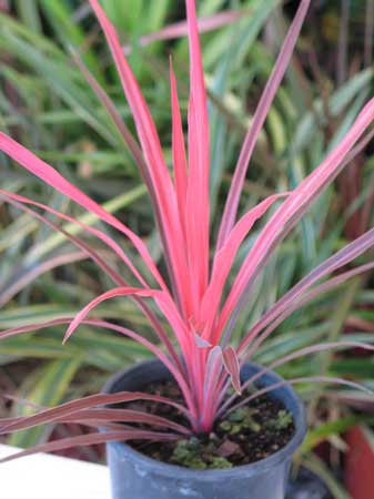 Krakata Cordyline australis Plants