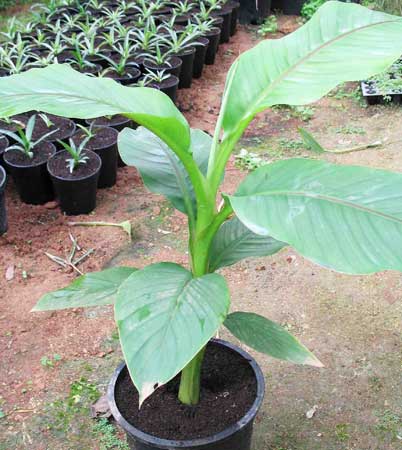 Musa basjoo Plants