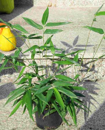 Musella lasiocarpa Plants