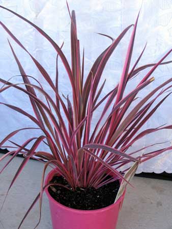 Pink Cordyline Australis Plants