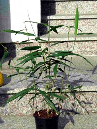 Pseudosasa Japonica Plants