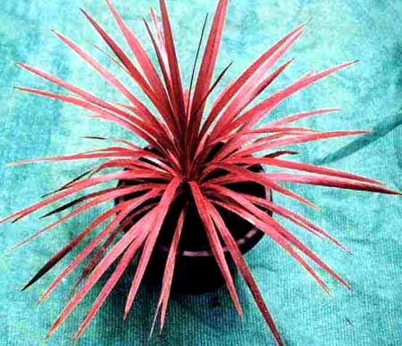 Red Star Cordyline Australis Plants