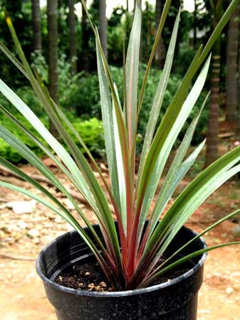 Sundance Cordyline Australis Plants