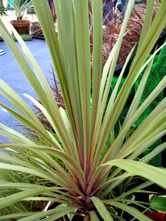 Sunset Cordyline Australis Plants