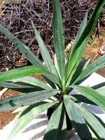Yucca Elephantipes green Plants