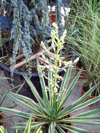 Yucca Gloriosa Variegata Plants
