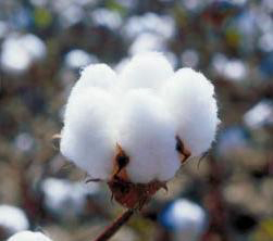 Raw cotton