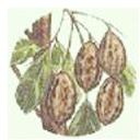 Harida Fruits