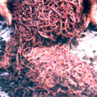 Vermicompost