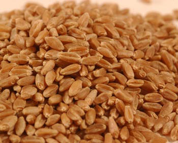 Common Wheat Seeds, for Beverage, Flour, Food, Purity : 98%