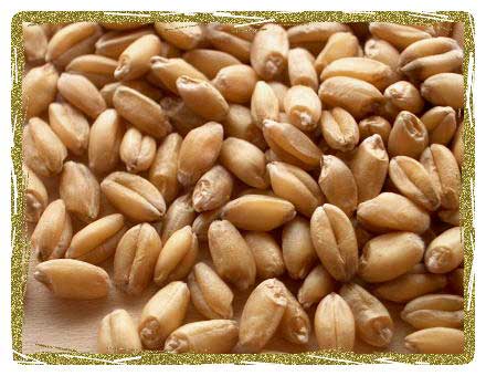 Wheat Seeds