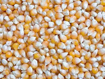 Yellow Maize Seeds