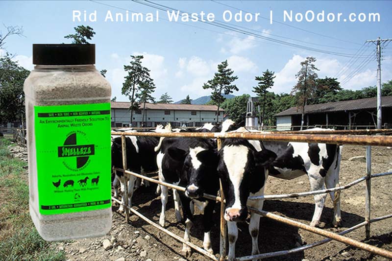 SMELLEZE Natural Animal Waste Odor Removal Deodorizer: 50 lb. Granules