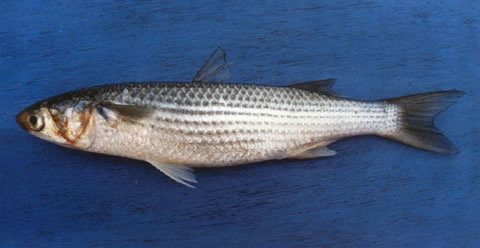 Grey Mullet