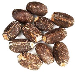 Jatropha Curcas Seeds