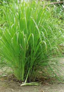 Lemongrass Plants