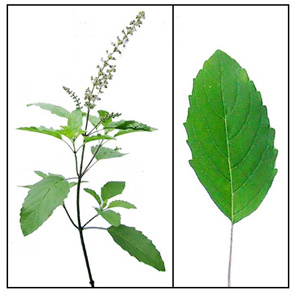 Holy Basil (Tulsi) Extract