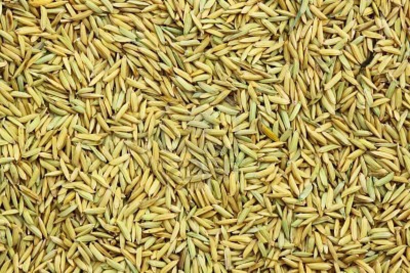 long grain paddy rice