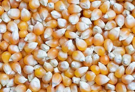 Maize Seeds, for Human Consuption, Style : Dried