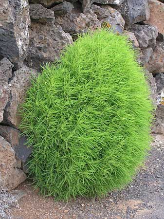 Kochia Plant