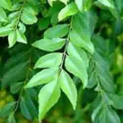 curry leaves