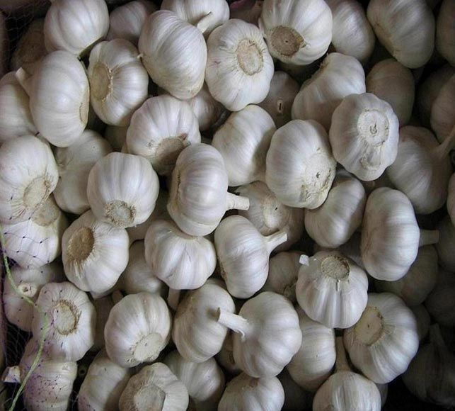 fresh garlic