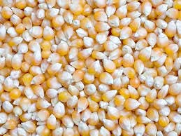 Maize (corn)