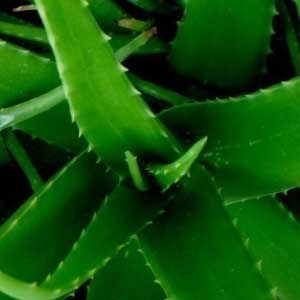 Aloe Vera Extracts