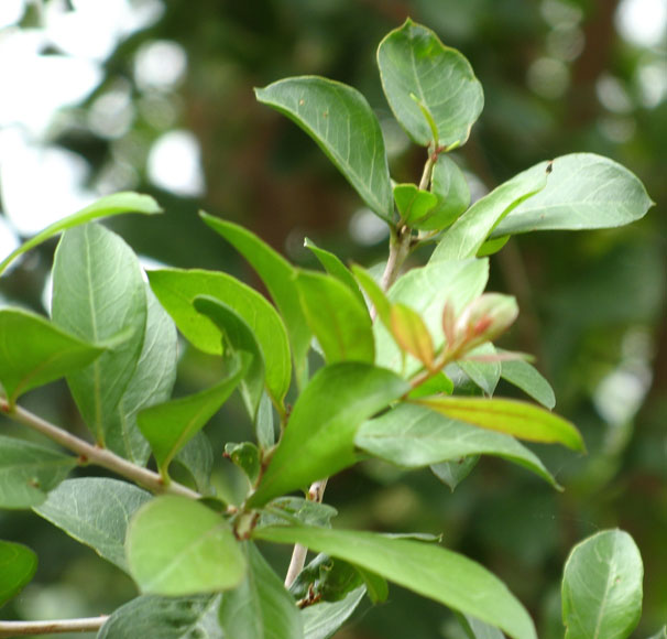 Natural Henna Powder