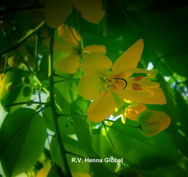 NEUTRAL HENNA POWDER (Cassia Obovata)