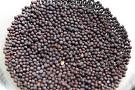 Black Mustard Seed (Rai)