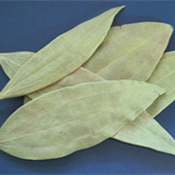 Fresh Bay leaf