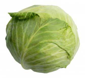 Fresh Cabbage, Shelf Life : 5-10days